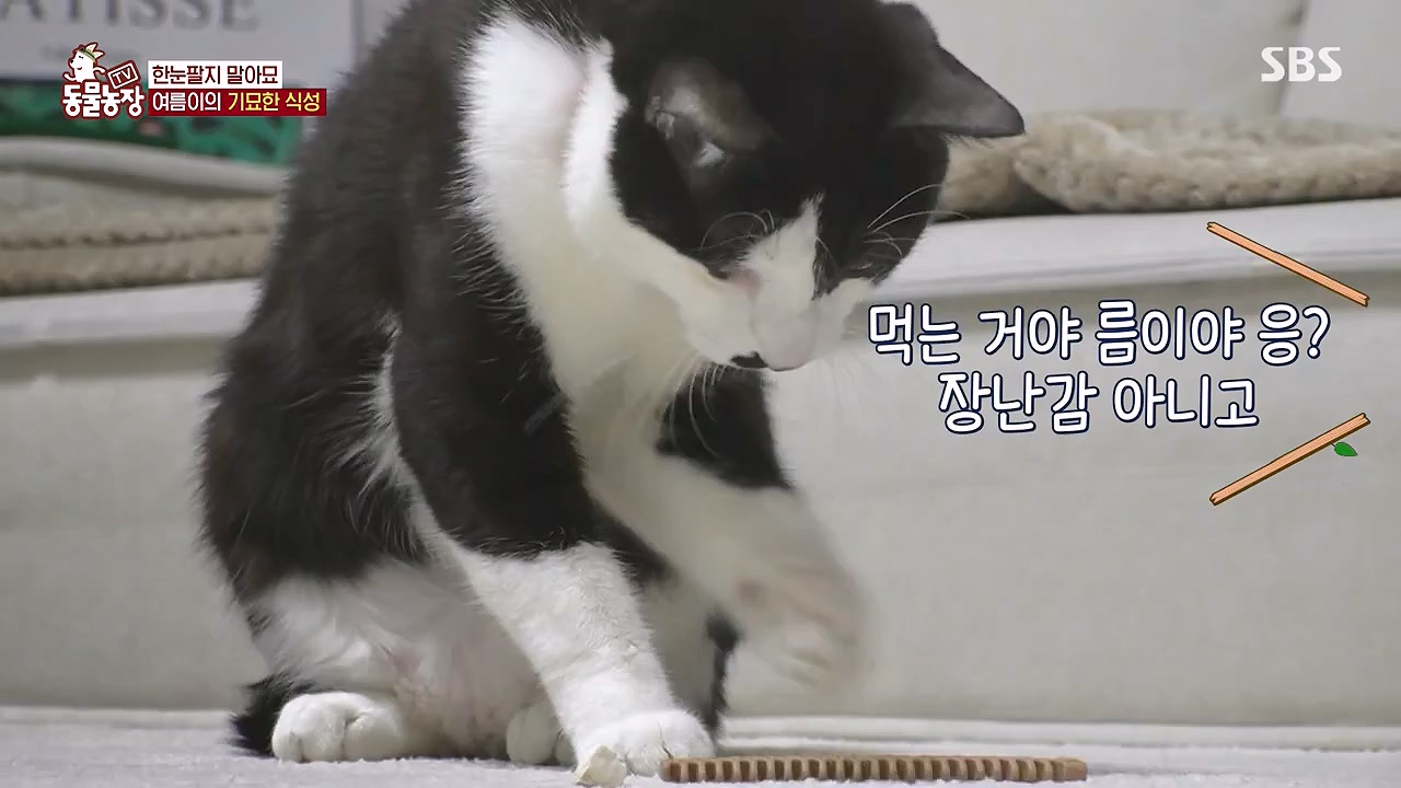 TV 동물농장.E1178.240630.ts_20240630_164652.081.jpg