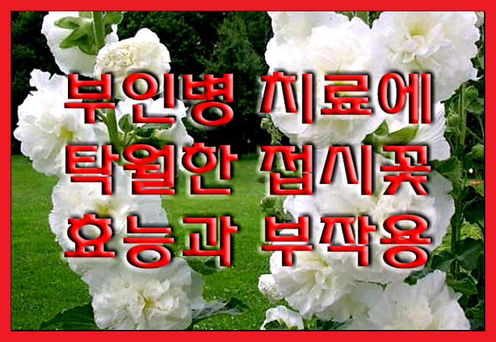  여성질환 치료에 우수한 접시꽃 효능 및 부작용