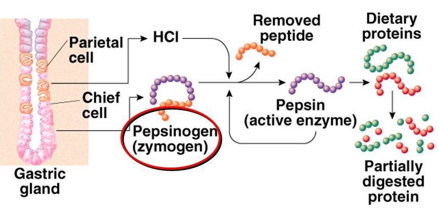  단백질 소화효소제 펩신(Pepsin)의 생성과  효능