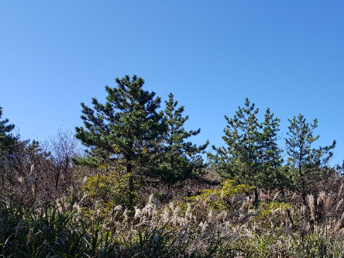 해운대장산억새밭