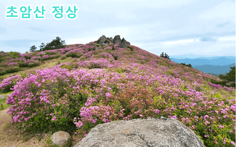보성-가볼만한곳-철쭉-명소-초암산