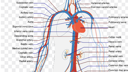 동맥경화-설명을-위한-우리몸의-혈관-구조-그림