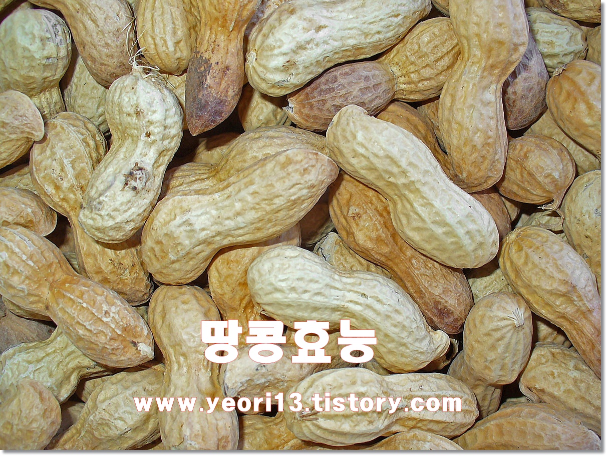  땅콩 효능