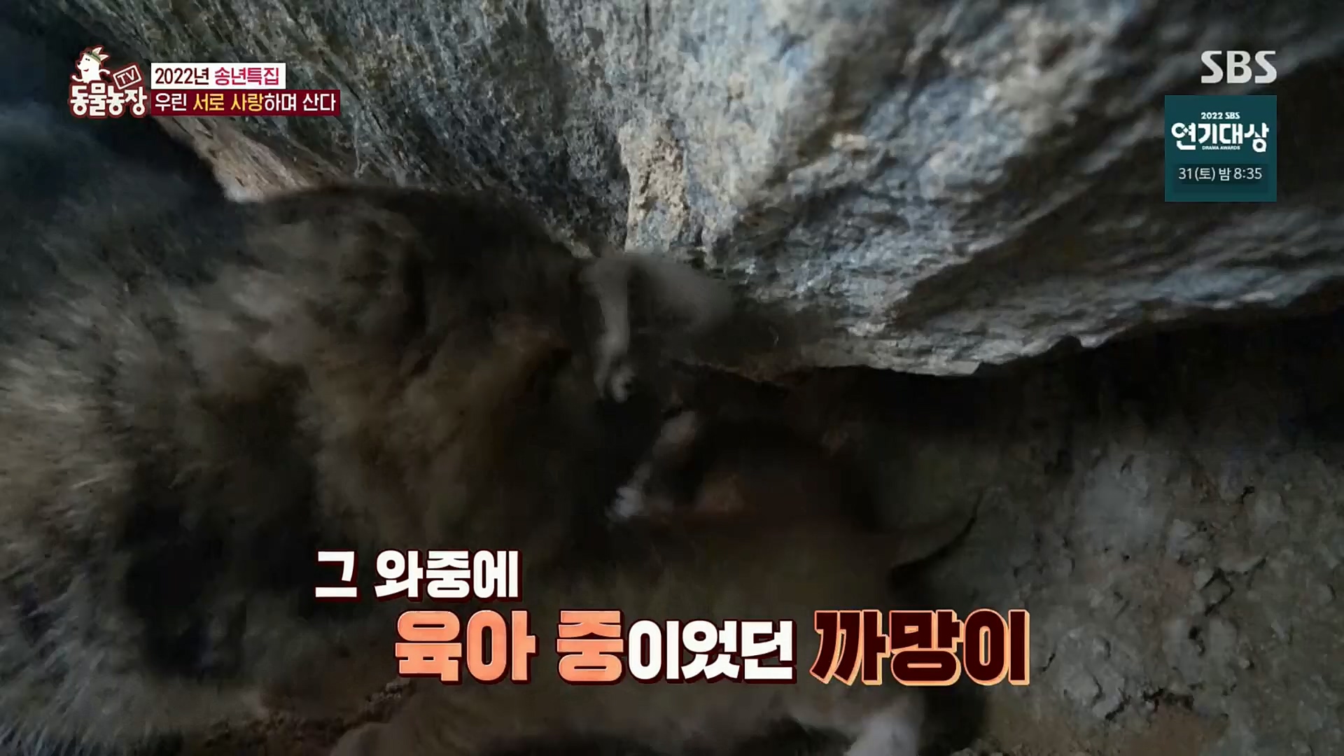 TV 동물농장.E1101.221225p.H264-F1RST.mp4_20221225_190255.857.jpg