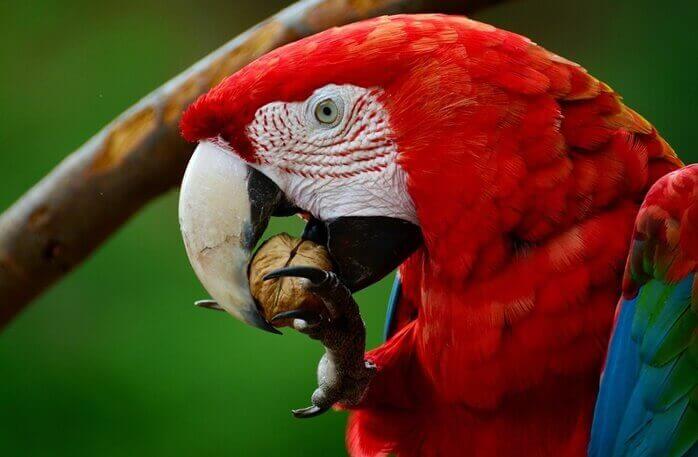 견과류를 껍질째 발톱으로 잡고 입에 넣고 있는 빨간색 깃털이 화려한 앵무새