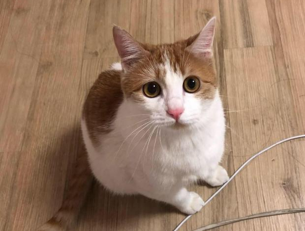  현관으로 마중나온 고양이