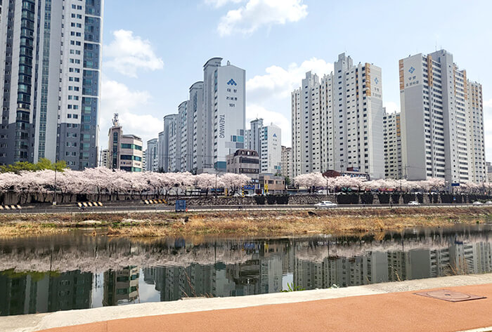 대구 수성교 아래 대로변에서 바라본 벚꽃길