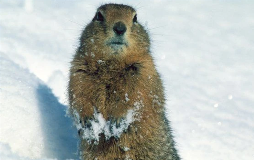 겨울-냉동동물-냉동인간-북극땅다람쥐