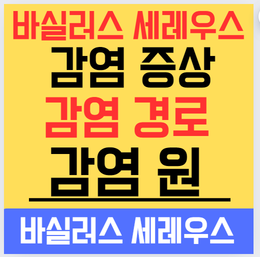 바실러스 세레우스 감염 증상 경로 감염 원