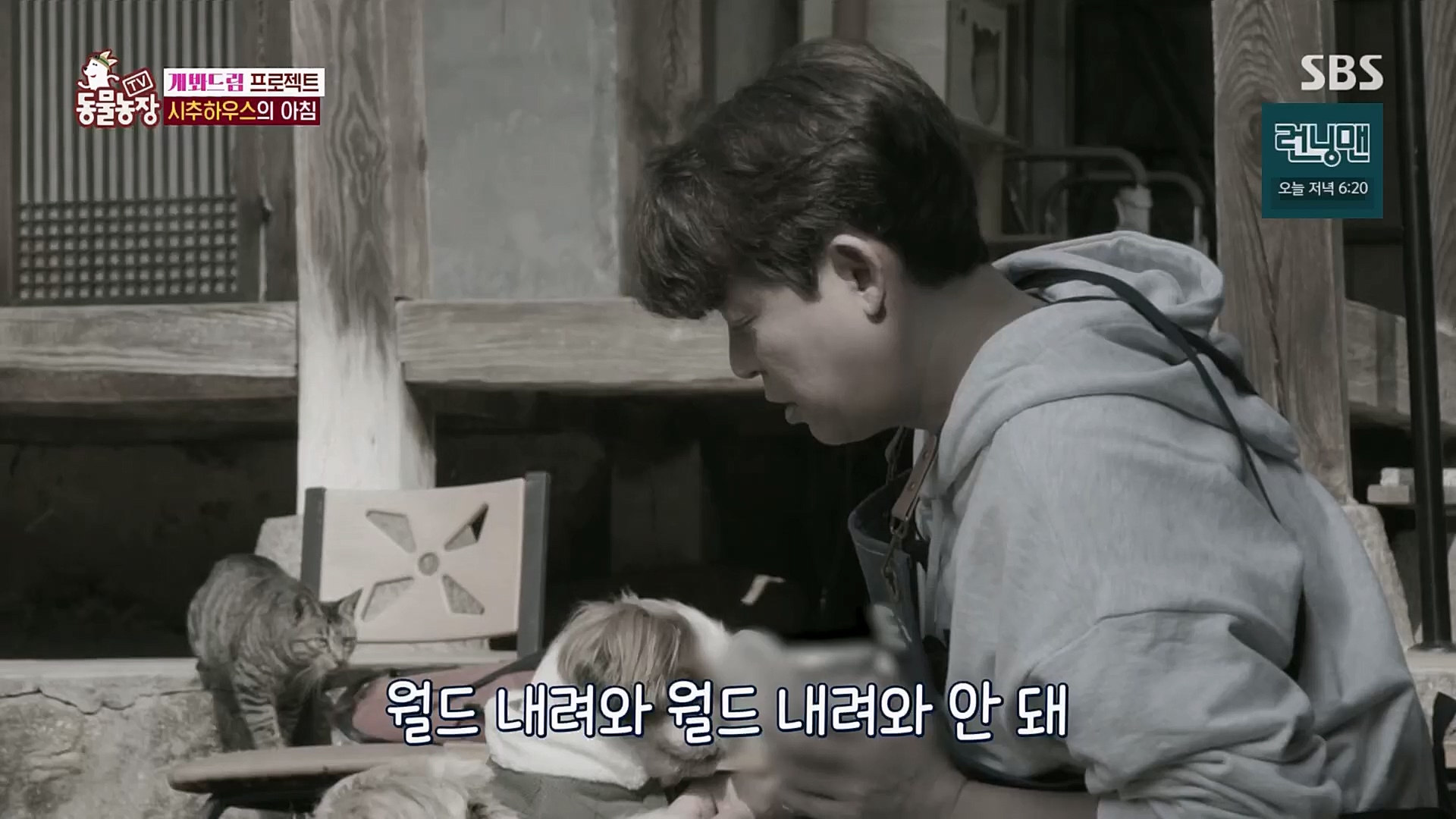 TV 동물농장.E1103.230108p.H264-F1RST.mp4_20230108_174641.011.jpg