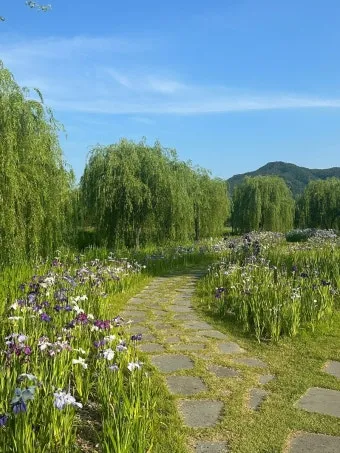 거창 창포원 노랑꽃창포 만개 시기와 관람 포인트_13