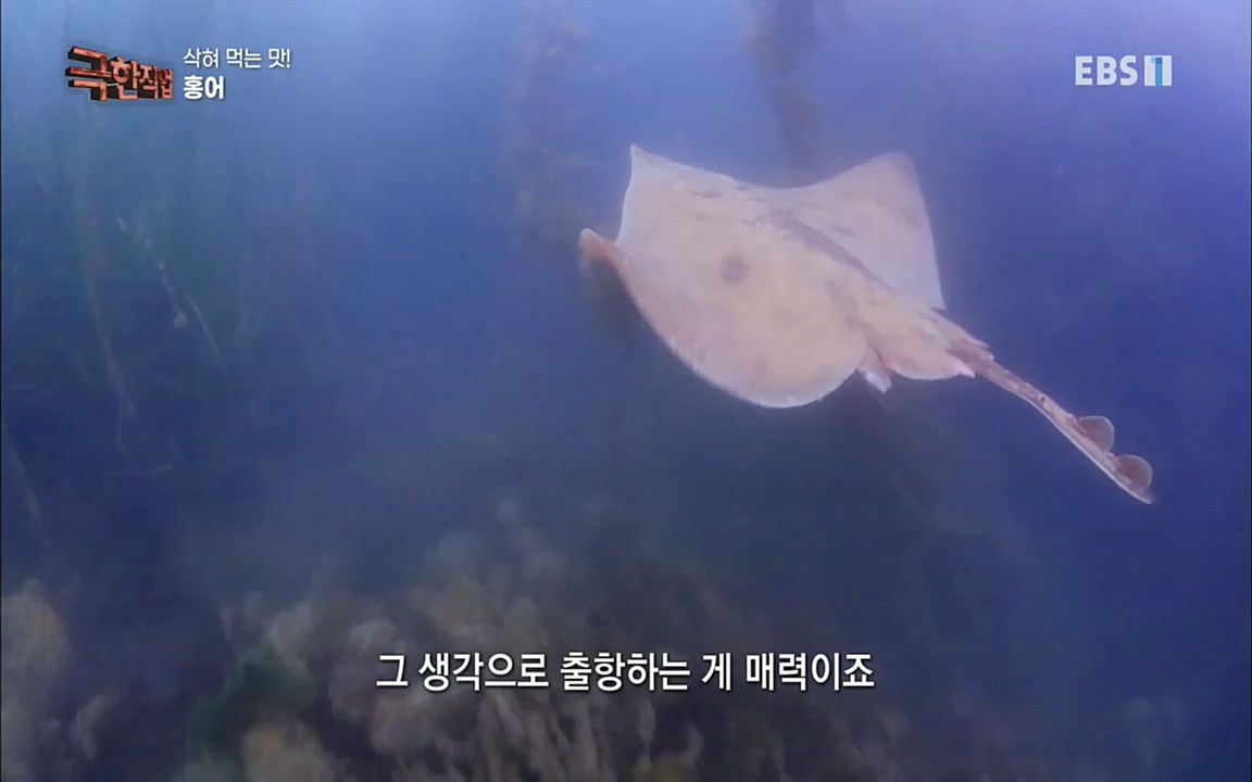 TV - 교육의 중심 EBS삭혀 먹는 맛! 홍어와 가자미.mp4_20220515_185141.666.jpg