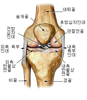 무릎연골손상 전방십자인대 MCL LCL 손상 무릎연골손상 전방십자인대 Mcl Lcl 손상