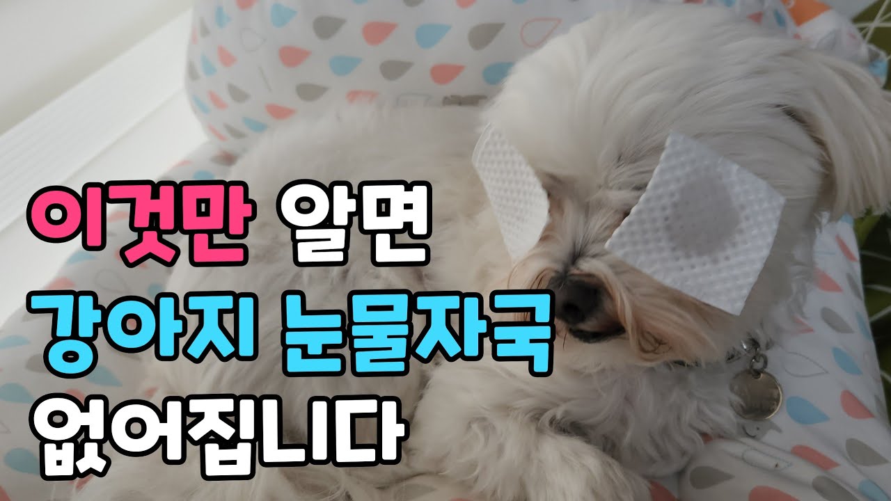  강아지 눈물자국 없애는 방법