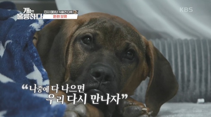 개는 훌륭하다 / 개는 훌륭하다 다루 근황에 대해 모조리 알려드립니다. 꼭 보세요~