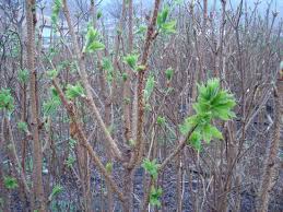 가시오가피의 12가지 장점 40