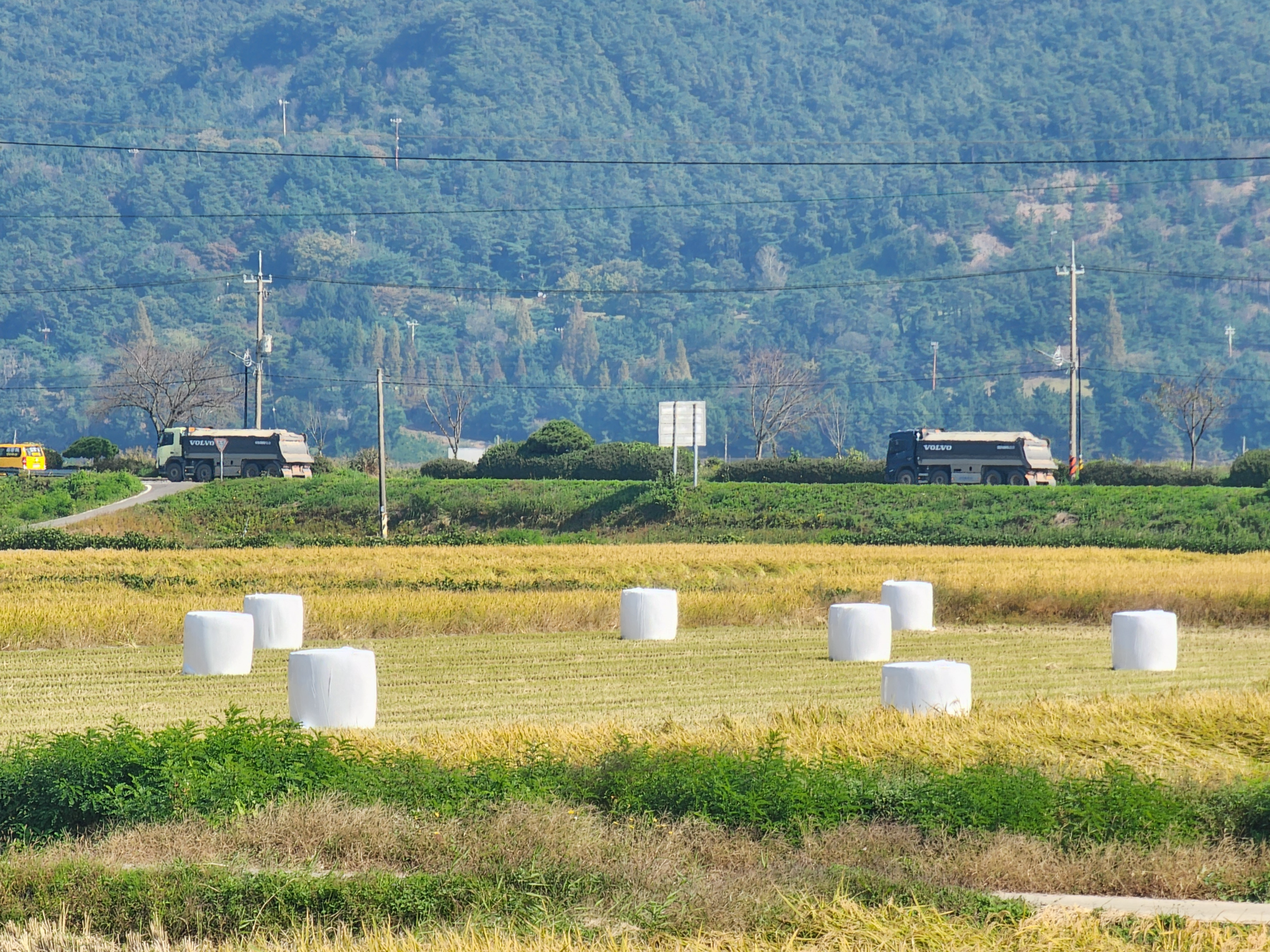 곤포 사일리지 가격 무게 논 마시멜로우, 공룡알 같은 그거 이름이 뭐지?