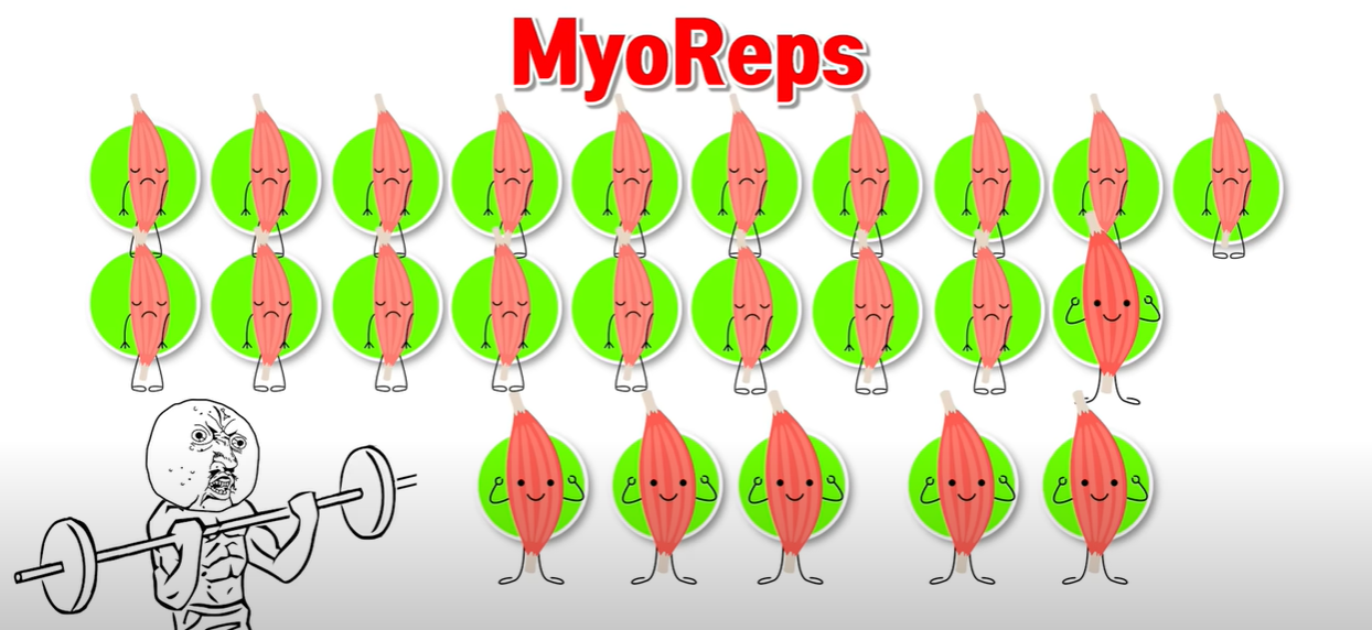 Myoreps