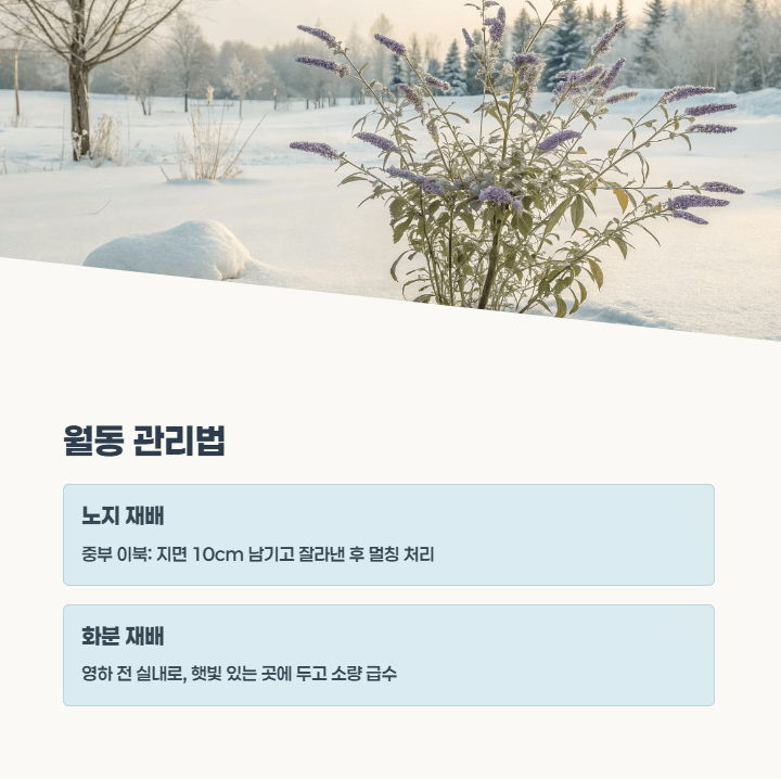 붓들레아 월동