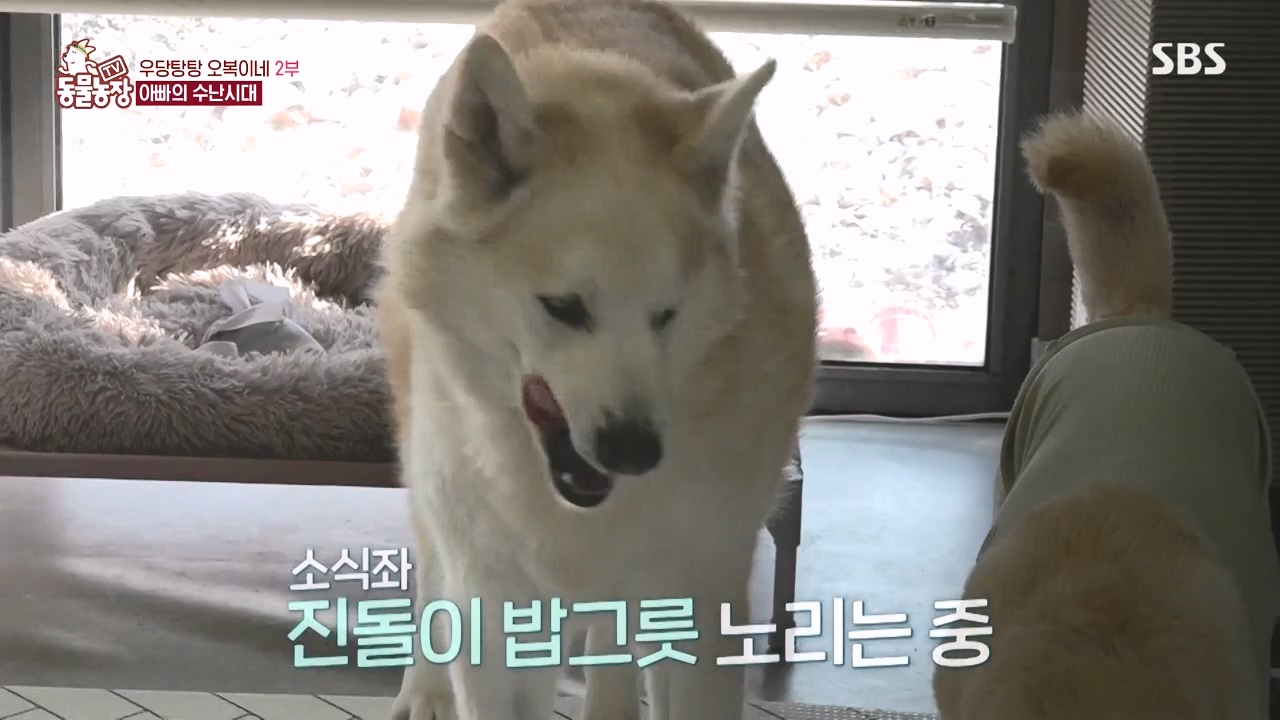 TV 동물농장.E1167.240415p-NEXT.mp4_20240414_160912.322.jpg