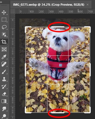 crop tool을 사용하여 크기를 줄이는 모습
