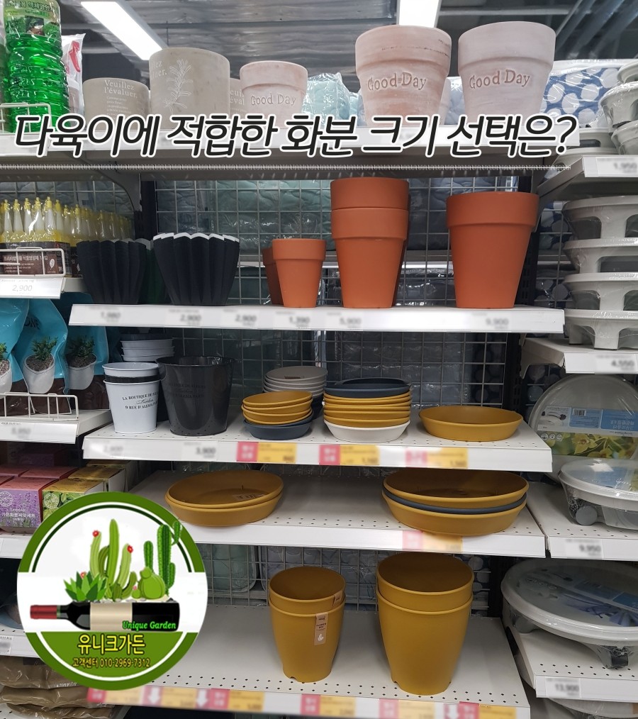  다유기 다육이에 적합한 화분 크기 선택은? 유니크가든 와인병다육이가드닝