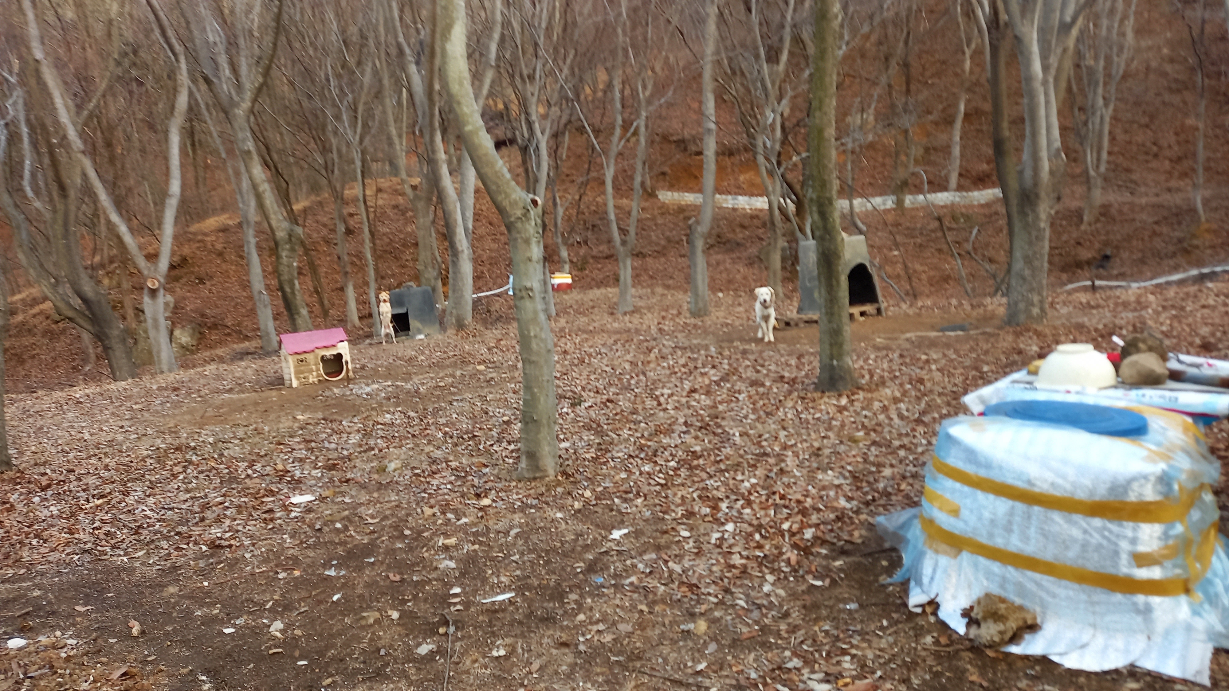 영상일기/20230216/나대자연 28