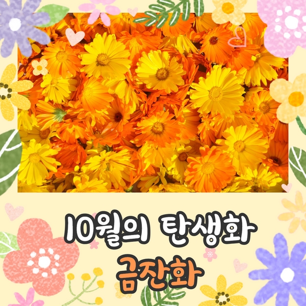  10월의 탄생화, 금색의 술잔을 닮은 금잔화와 일 별 탄생화