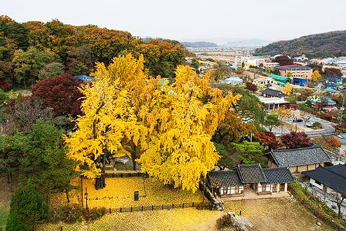 아산-맹씨행단-가을