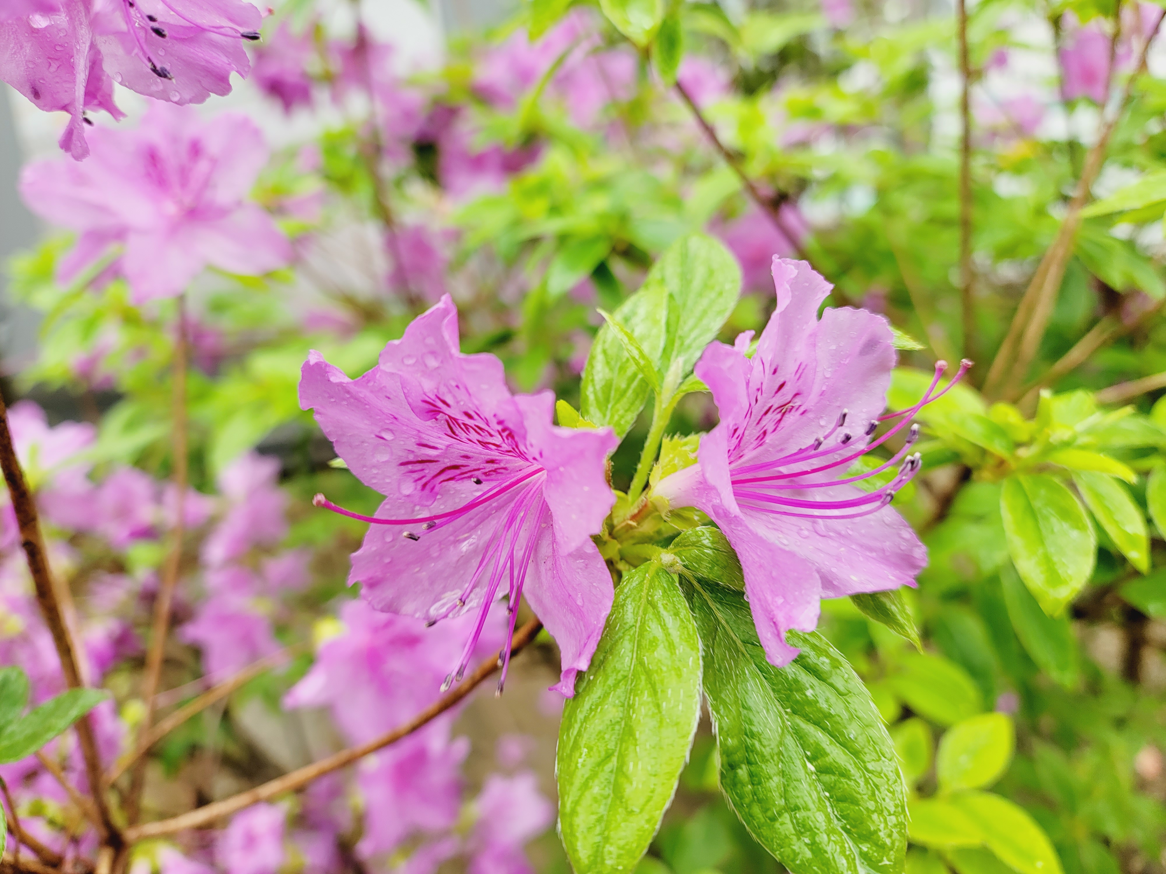 산철쭉 화단접대 33