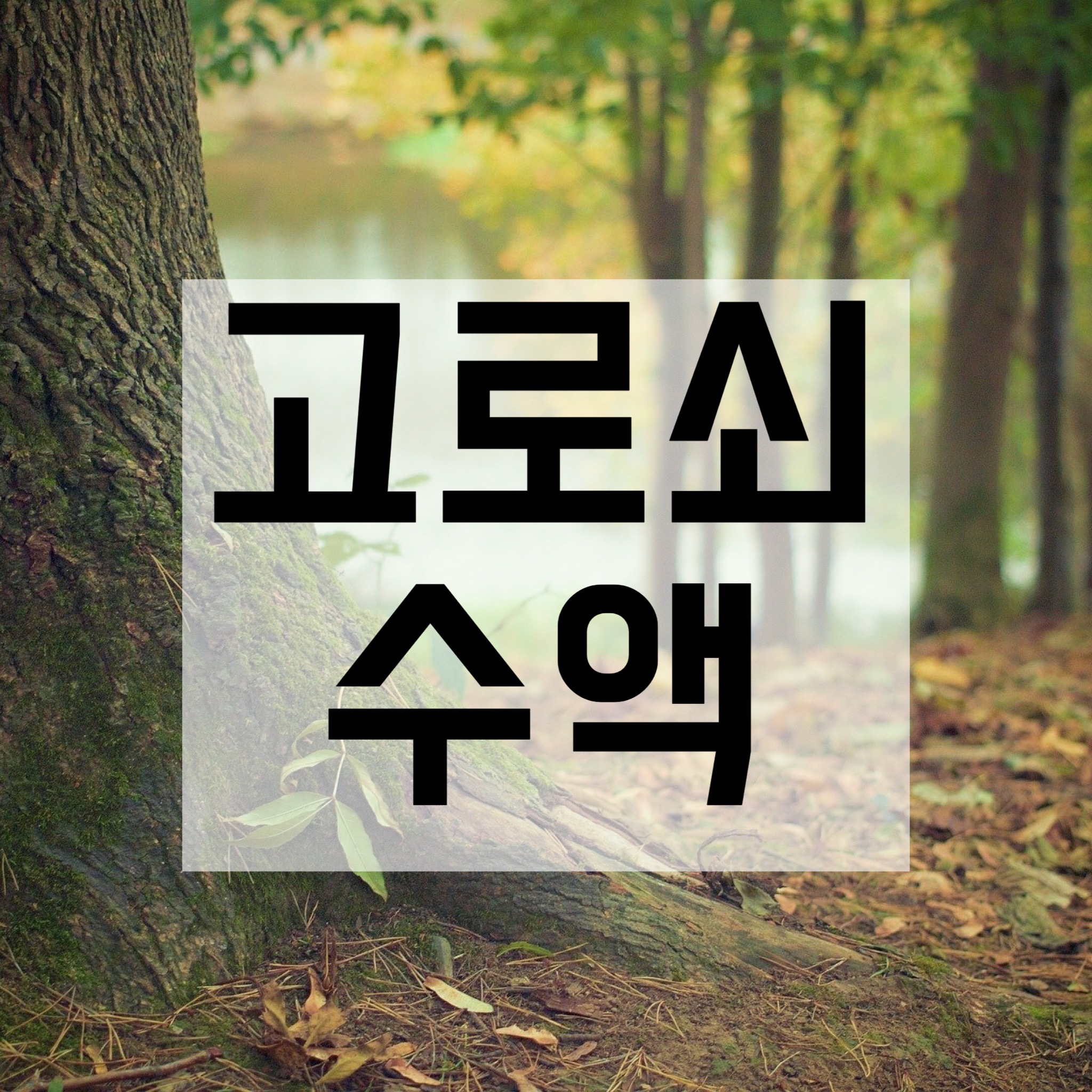  고로쇠 수액 효능