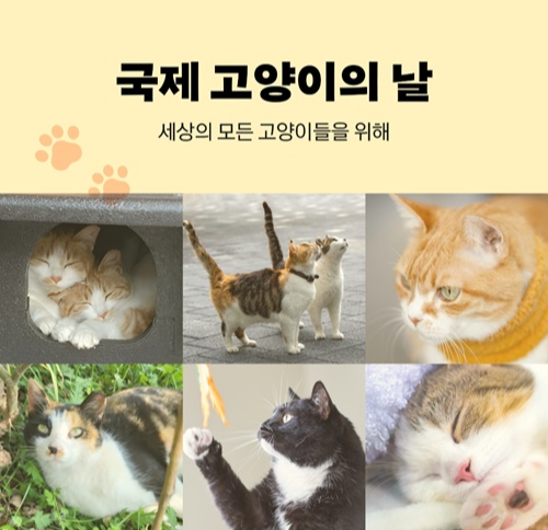 8월8일-국제-고양이의날-기부-이벤트-카카오-같이가치-1천원-좋아요-댓글