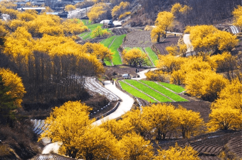 산수유 마을 전경 사진 1