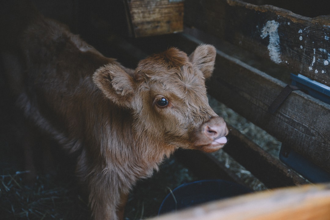 Calf