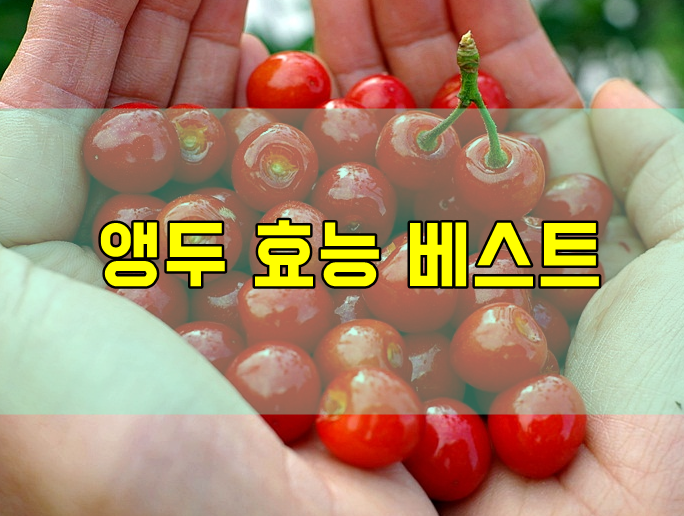  앵두효능 베스트