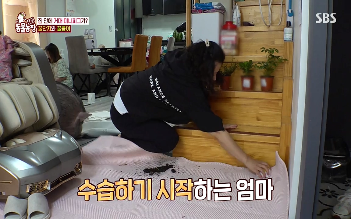 TV 동물농장.E1080.220732p-NEXT.mp4_20220731_174228.867.jpg