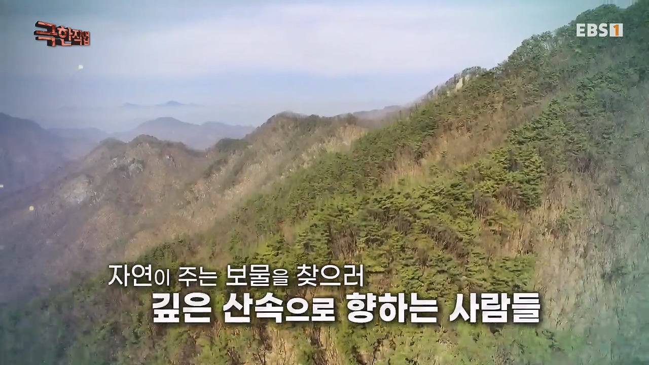 TV - 전 국민의 평생학교 EBS자연에서 얻은 보약, 상황버섯과 산나물, 쌍화차.mp4_20240615_172234.412.jpg