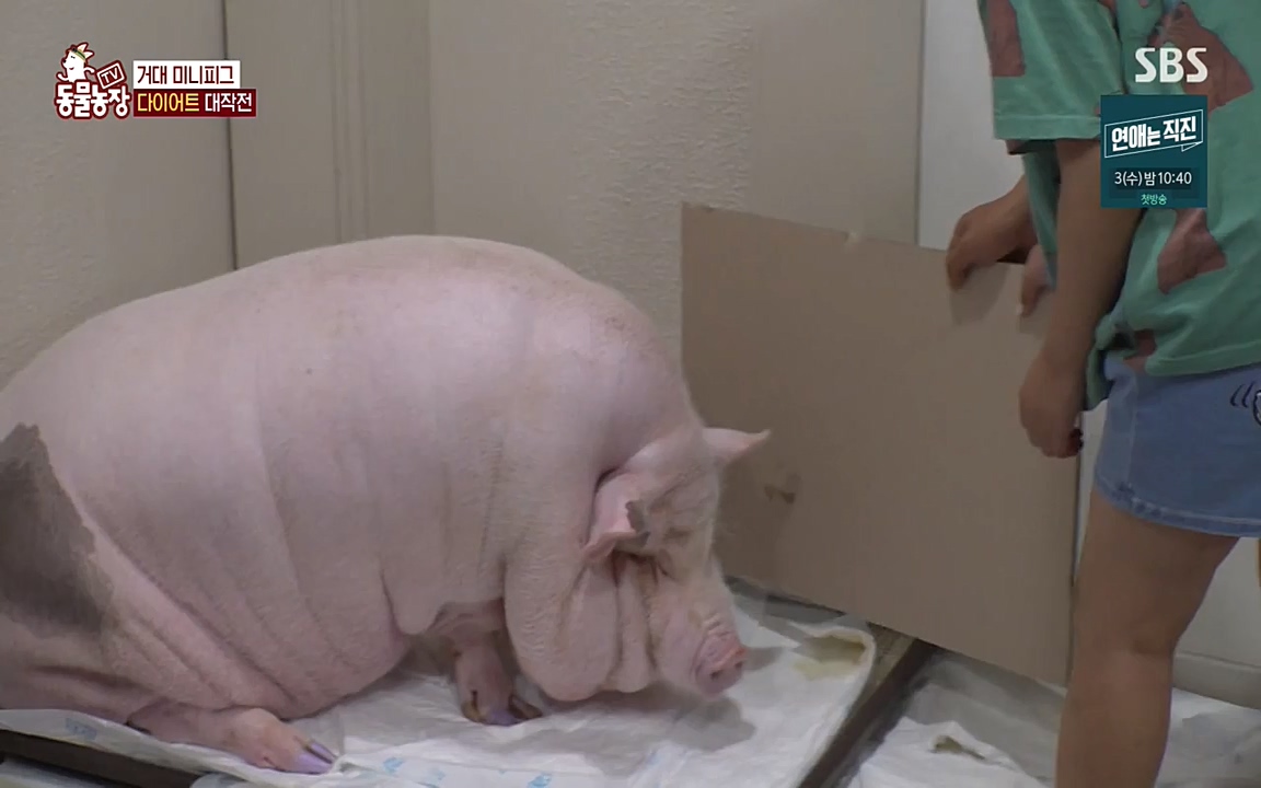 TV 동물농장.E1080.220732p-NEXT.mp4_20220731_174234.869.jpg