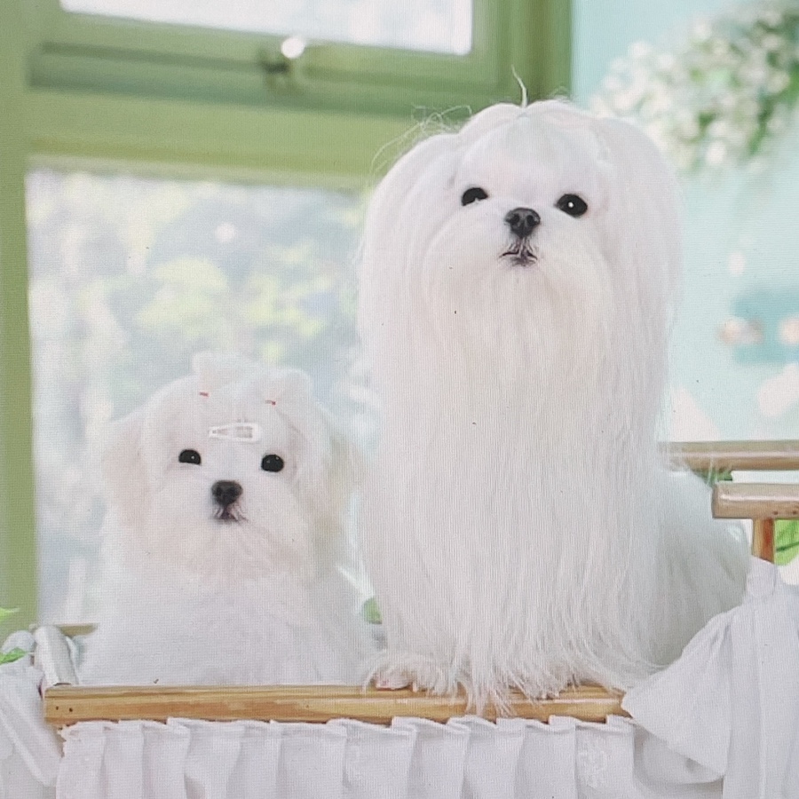 말티즈 키울 때 꼭 읽어보세요 소형견 종류 미니 9