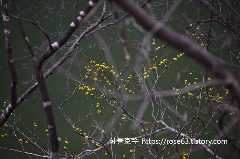 봄의 상승 3