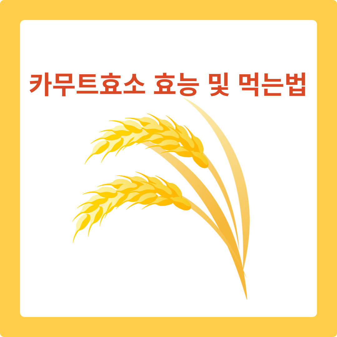  카무트효소 효능 및 먹는법 알아보기