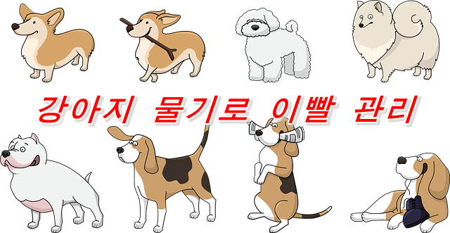  개는 '물기'로 잇몸질환 예방을 할 수 있다는 것 정말이야?