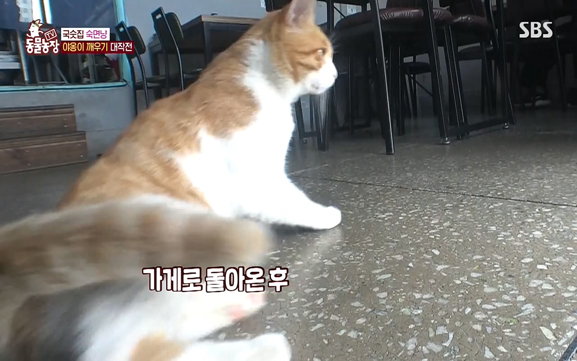 TV 동물농장.E1087.220919p-NEXT.mp4_20220918_180218.366.jpg