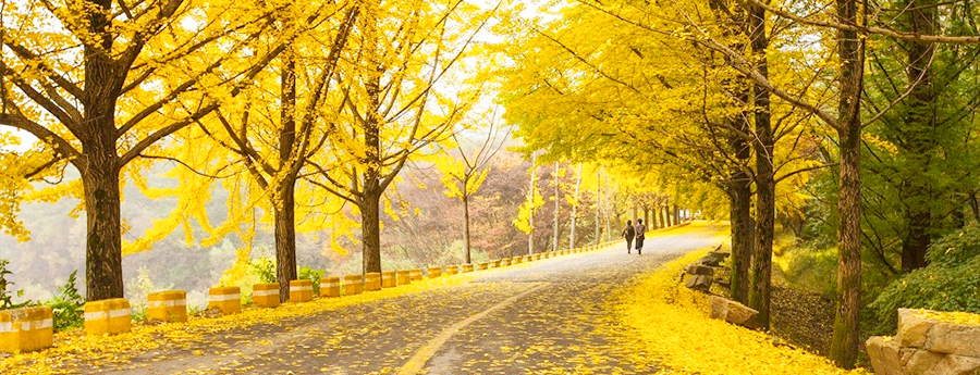 충북 진천 길상사 은행나무길