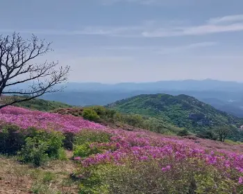 황매산 철쭉축제_23