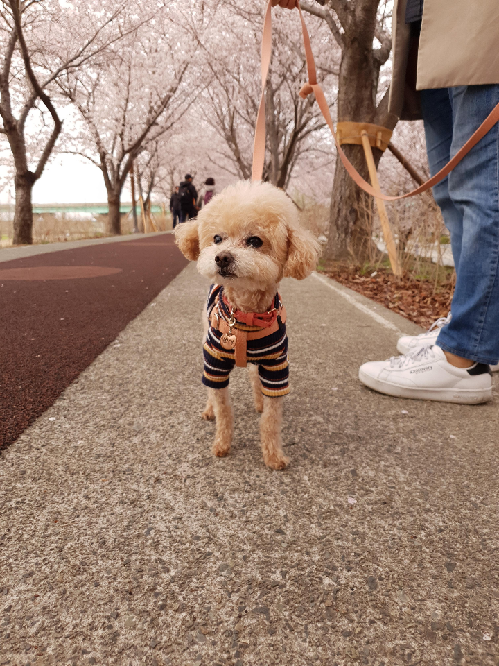 대저생태공원 벚꽃명소