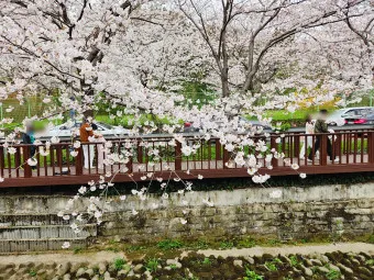 진해 군항제 벚꽃 축제 가족 놀거리 총정리_19