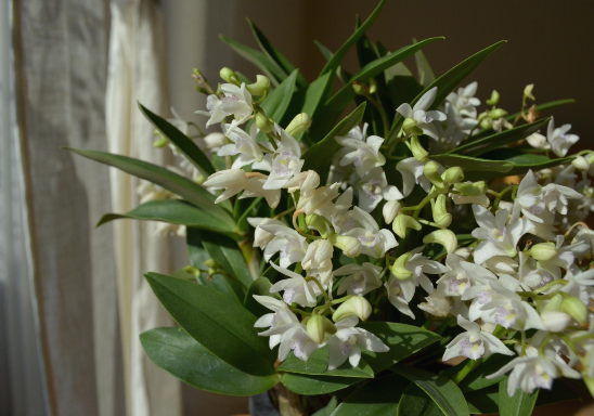  긴기아난 화이트 :Dendrobium kingianum