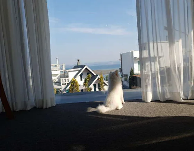 시오마카롱
