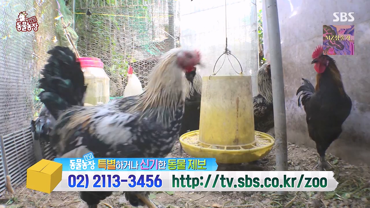 TV 동물농장.E1176.240617p-NEXT.mp4_20240616_171028.818.jpg